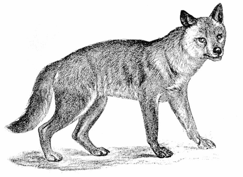 Coyote aka Prairie Wolf