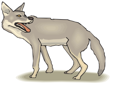 Coyote clipart