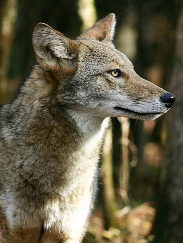 Coyote closeup