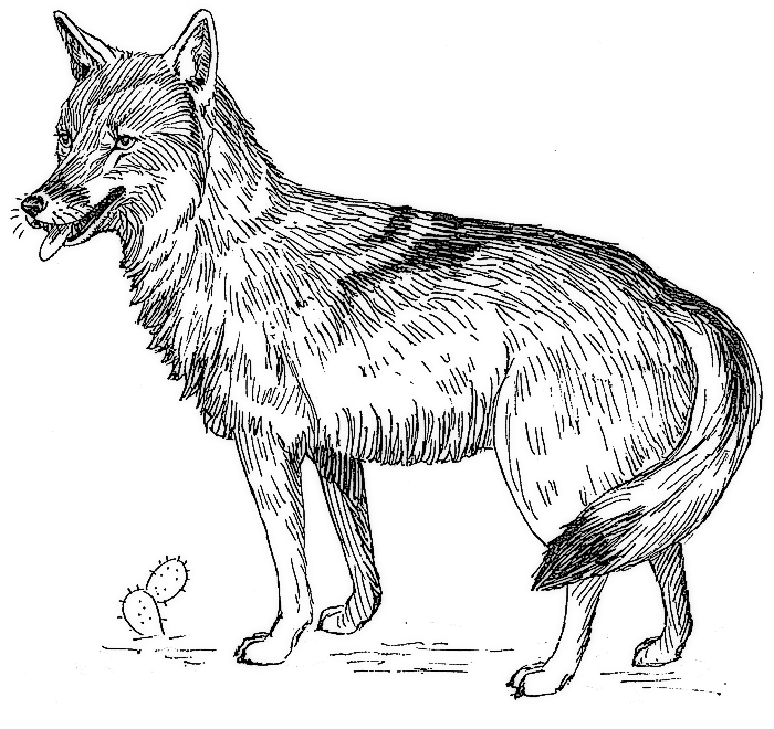 Coyote sketch