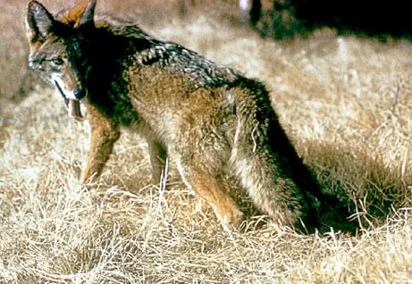 coyote 2