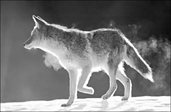 coyote backlit in snow