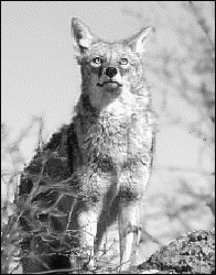 coyote looking 2