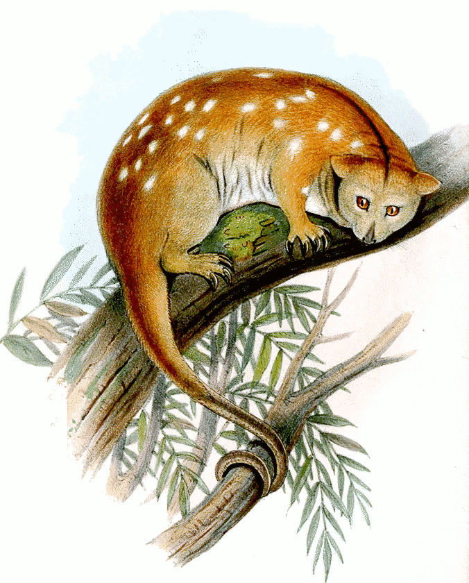 Ornate cuscus  phalanger ornatus