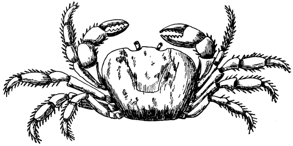 Land Crab  gecarcinus ruricola