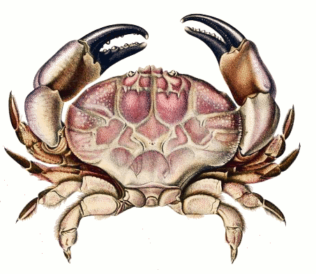 land crab  Discoplax hirtipes
