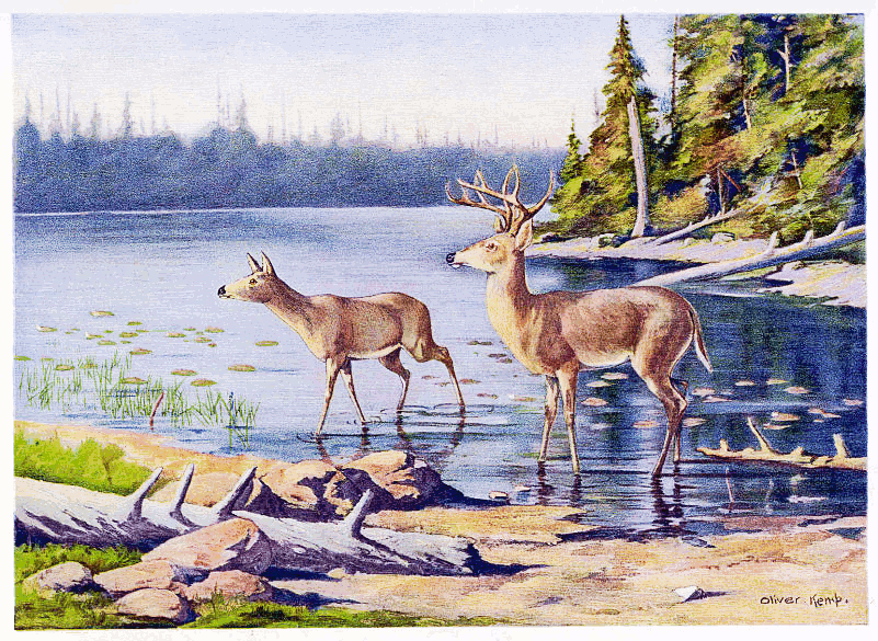 Adirondack Deer