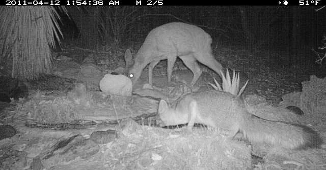 Deer and fox getting drink at night