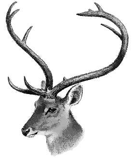 Elds Deer Thamin head