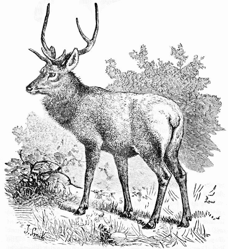 Luhdorffs Deer  Cervus luehdorff