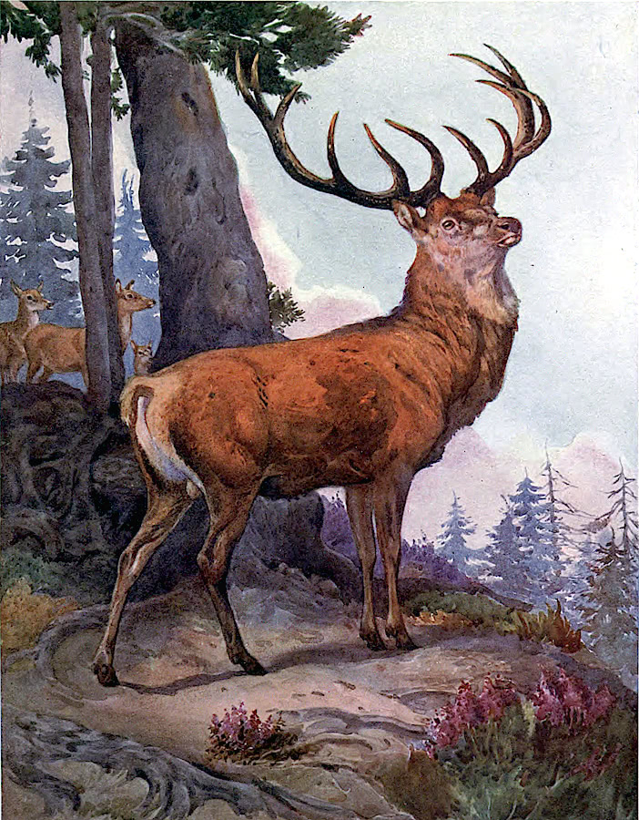 Red Deer majestic