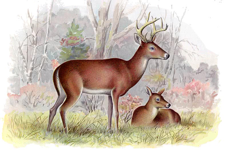 Virginia Deer  Cariacus virginianus