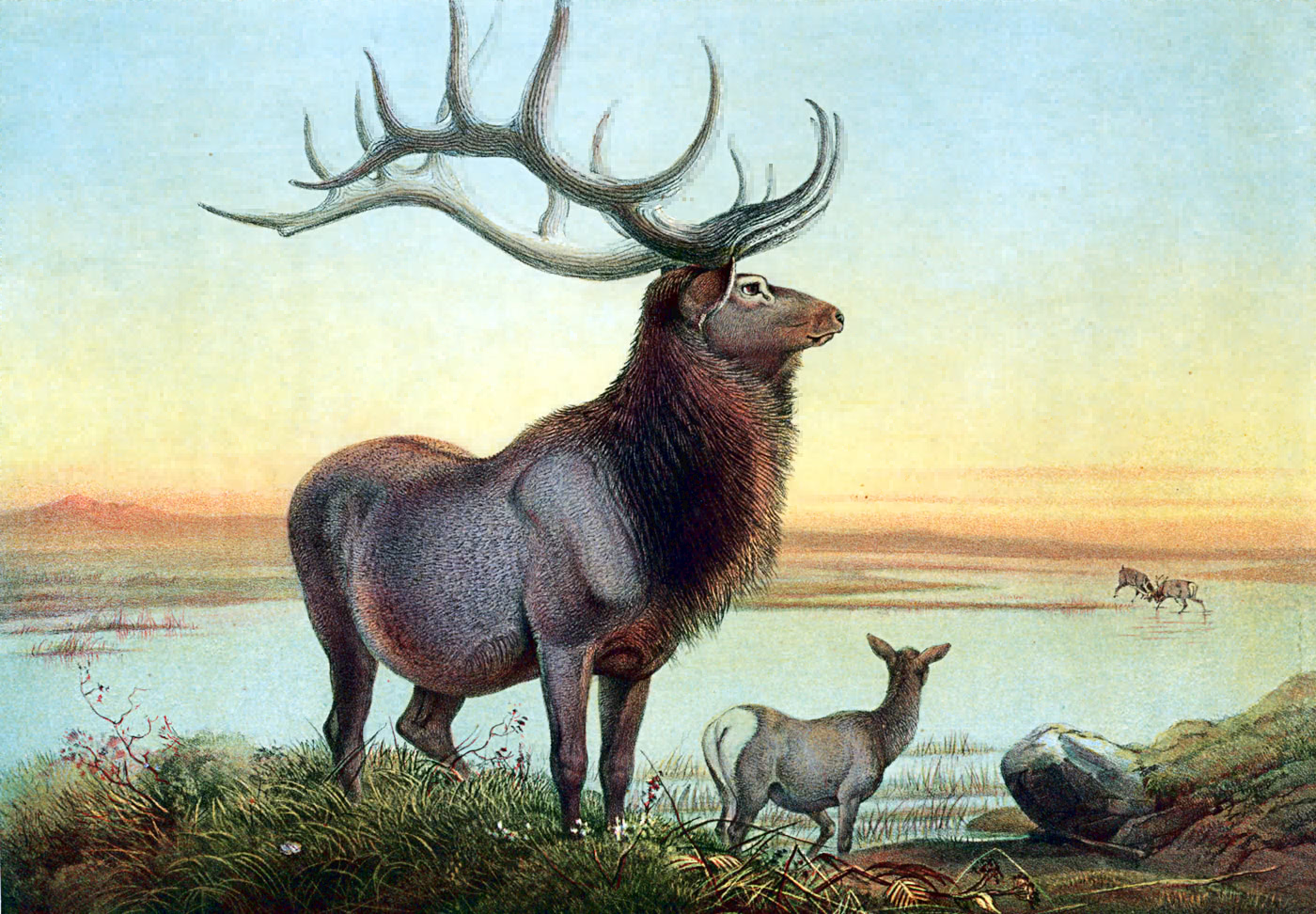 Wapiti deer painting