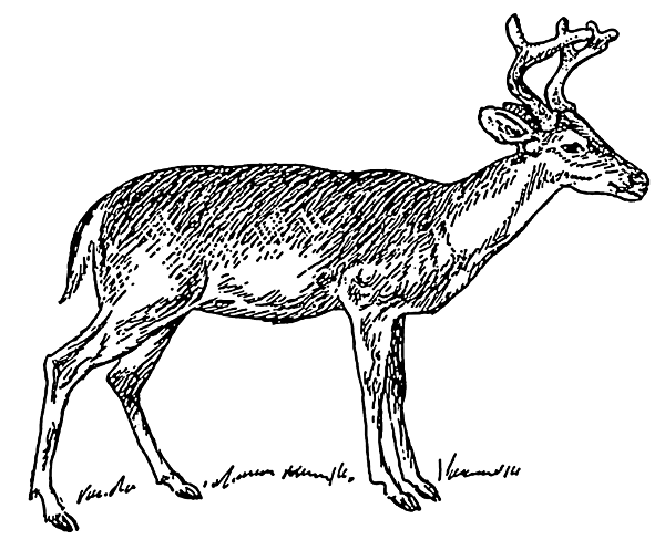Deer young buck