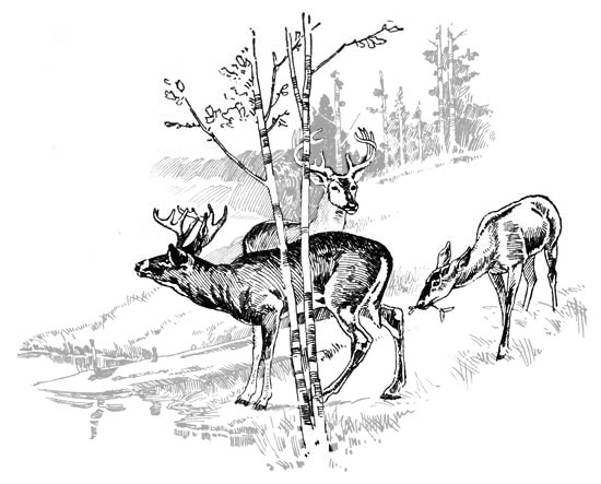 deer by woodland pond