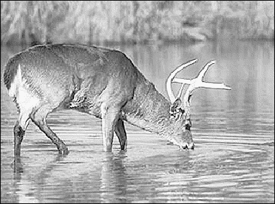 deer drinking