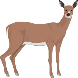 deer doe standing