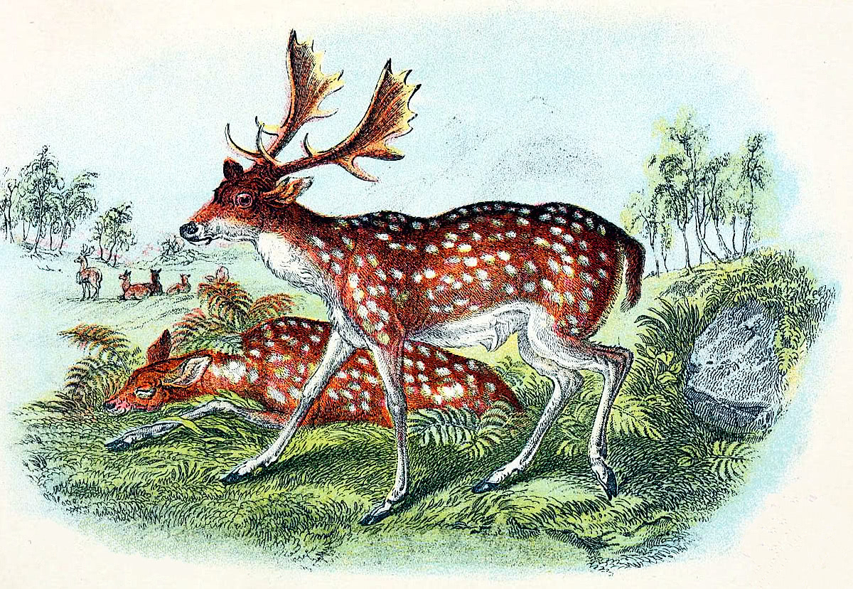 Fallow Deer illustration