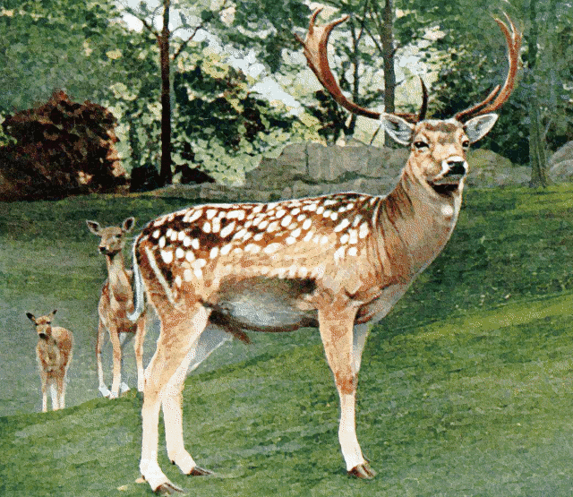 Fallow deer buck  Cervus dama