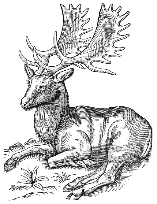 Fallow deer clipart