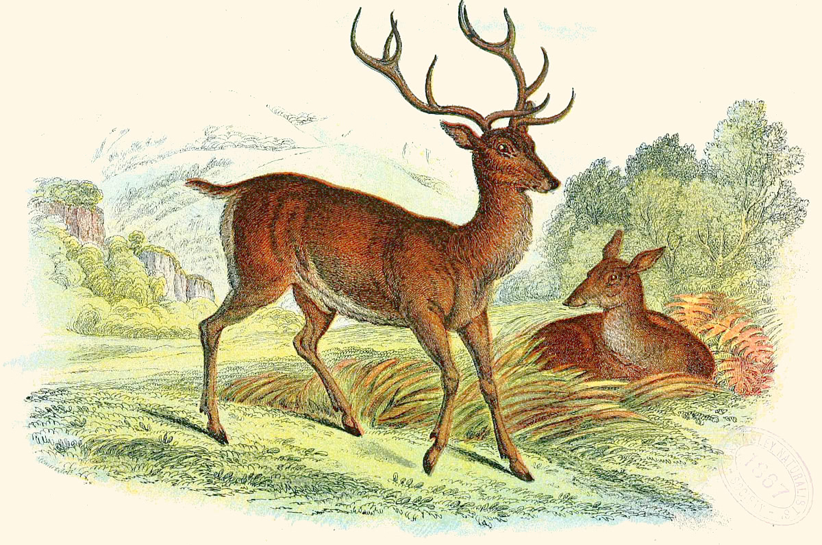 Red Deer illustration