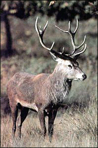 Red Deer photo