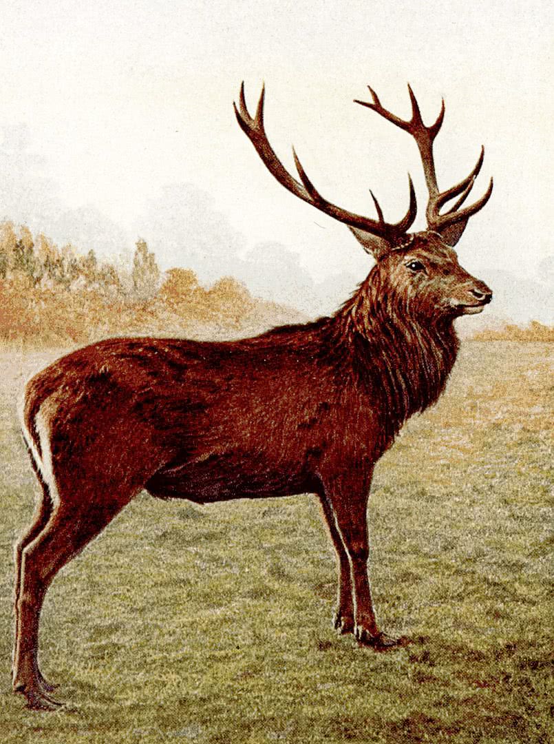 Red deer stag  Cervus elaphus