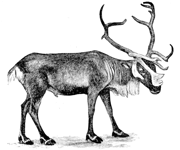 Reindeer  Rangifer tarandus