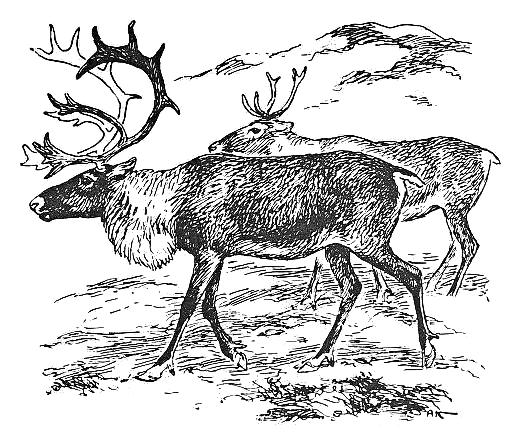 reindeer sketch