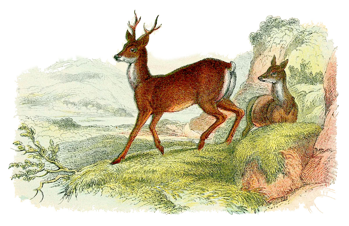 Roe Deer illustration