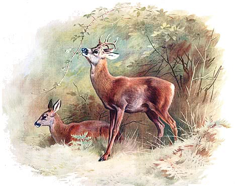 Roe deer painting