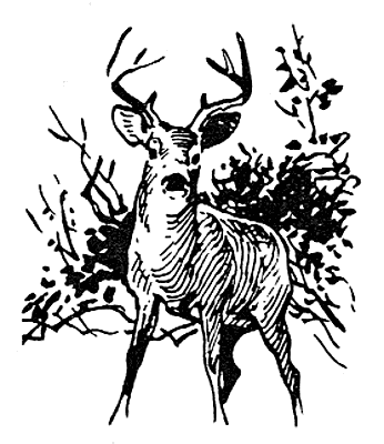White-tailed deer 4