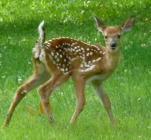 White-tailed fawn art