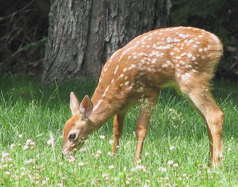 White-tailed fawn summer