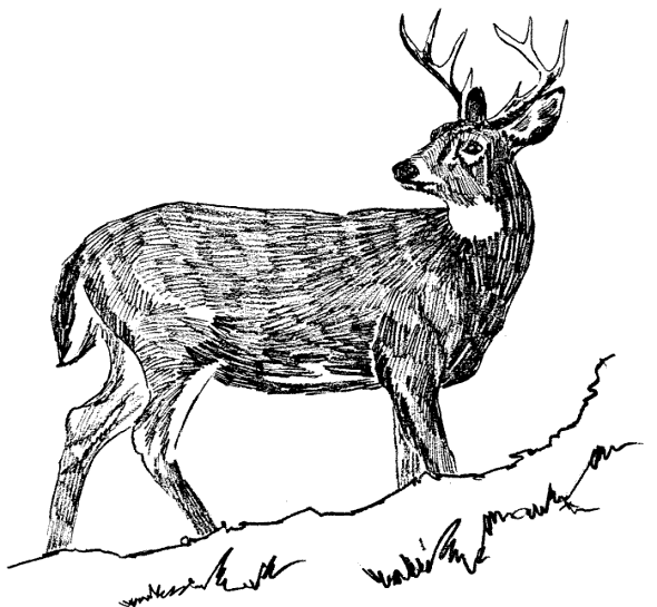 Whitetail buck deer sketch