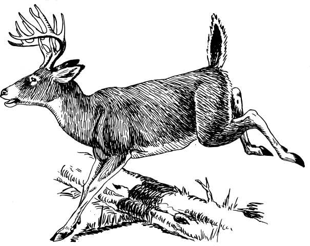 deer whitetail buck running