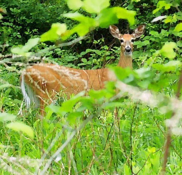 white tailed doe in woods