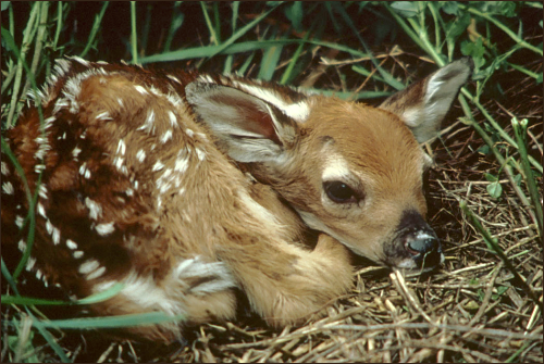white tailed fawn