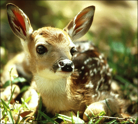 white tailed fawn 2