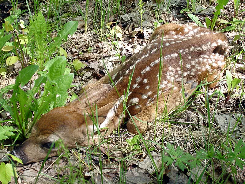 fawn napping
