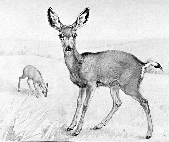 mule deer fawn sketch
