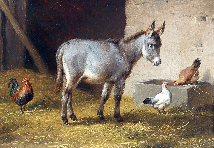 Donkey and chickens