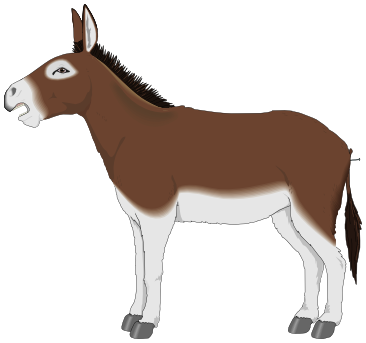Donkey brown white