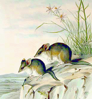Fat-tailed dunnart  Sminthopsis crassicaudata