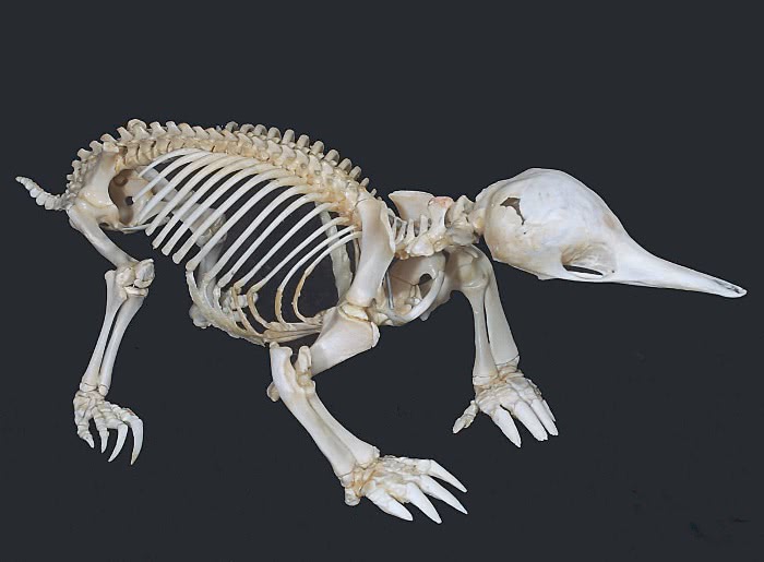 Echidna skeleton