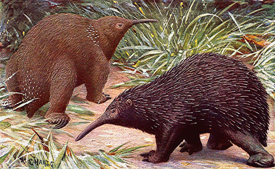 Long-nosed echidnas