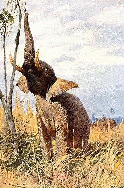 African Elephant 3