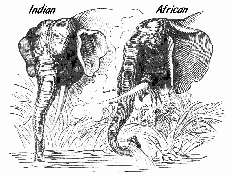 African and Indian elephants