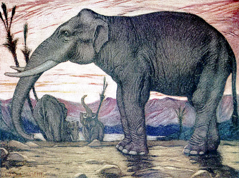 Indian Elephant illustration