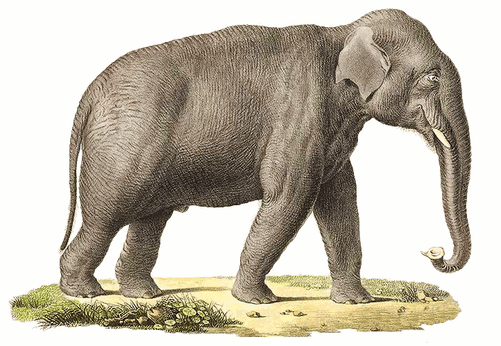 Indian elephant male